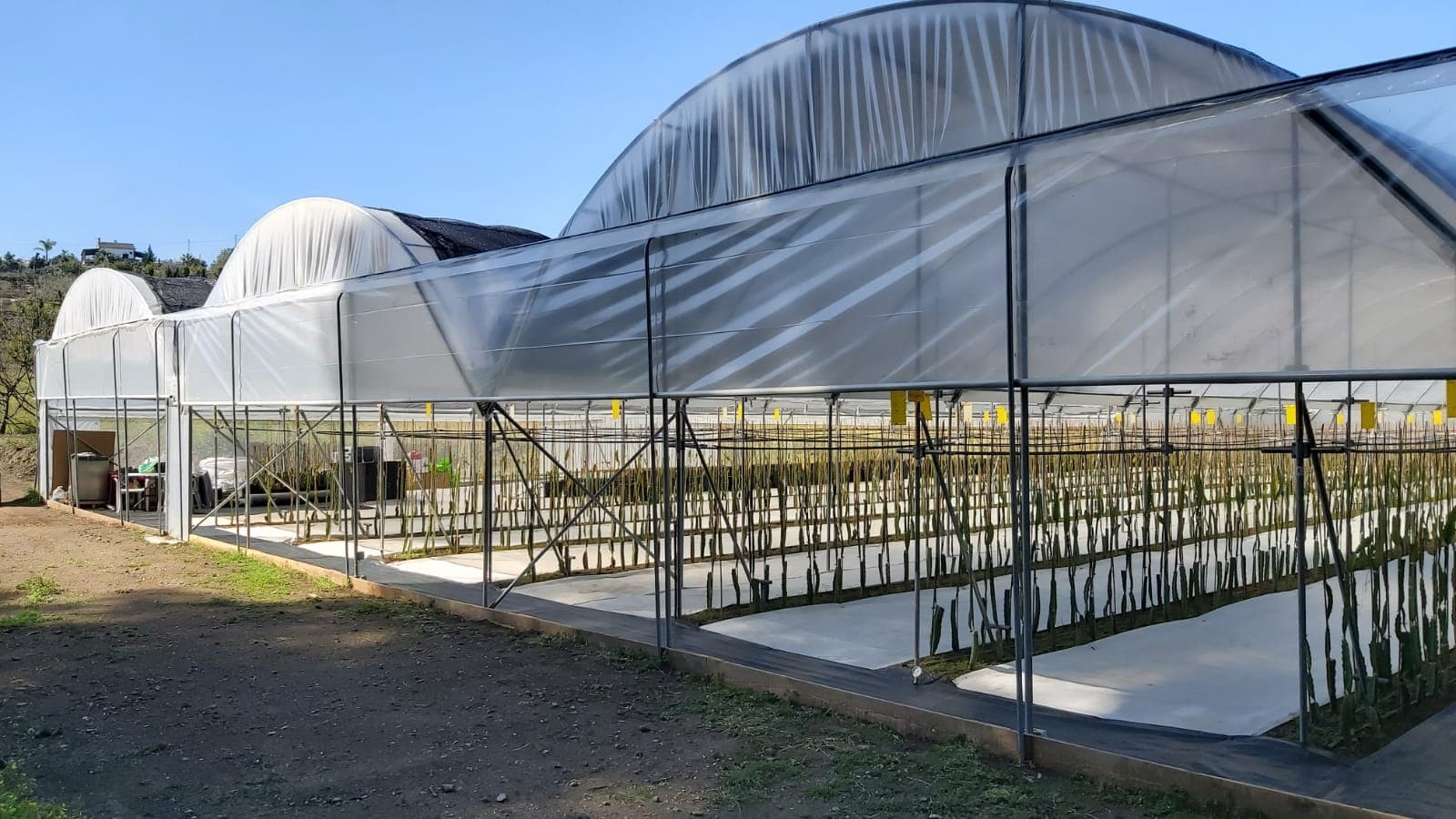 Tres invernaderos multitúnel con cultivo de pitaya en su interior